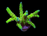 Anacropora spp. (Green Goblin) (frag)