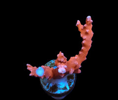 Anacropora spinosa (TNT) (DJM frag) pb 090