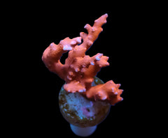 Euphyllia glabrescens (Ny Knicks) (S) pb 358
