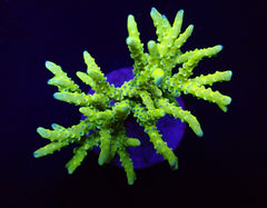 Anacropora spp. (Green Goblin)