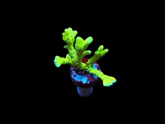 Anacropora spp. (Green Goblin) (frag)