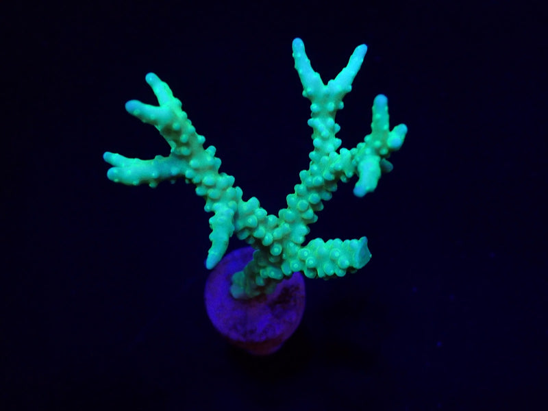 Anacropora spp. (Yellow-Green) (frag)
