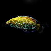Anampses caeruleopunctatus