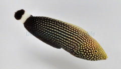 Anampses lineatus