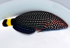 Anampses melanurus