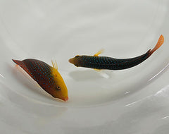 Anampses twistii