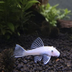 Ancistrus temmincki 'Snow white' SM