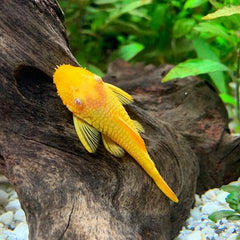 Ancistrus temminckii gold 3,5 cm.