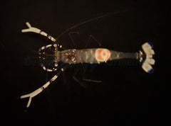 Ancylomenes venustus