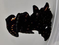 Antennarius pictus
