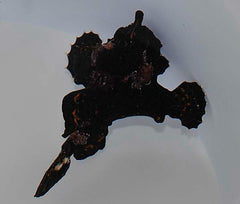 Antennarius spp. (Black)