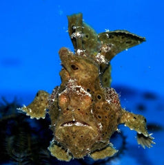 Antennarius spp. (Brown)