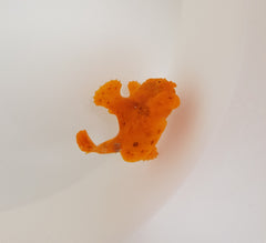 Antennarius spp. (Orange)