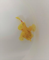 Antennarius spp. (Yellow)