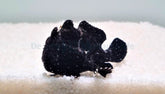 Antennarius spp. (Black)