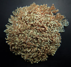 Anthelia desjardiniana