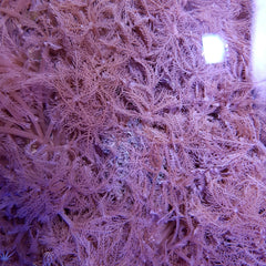 Anthelia glauca