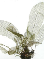 Aponogeton henkelianus in pot @