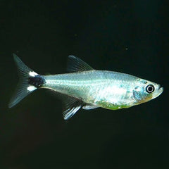Aphyoch.paraguayens White spot tetra M