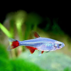 Aphyocharax anisitsi Roodvinzalm M