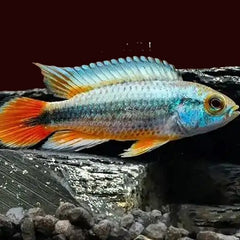 Apistogramma agassizi Alenquer blue