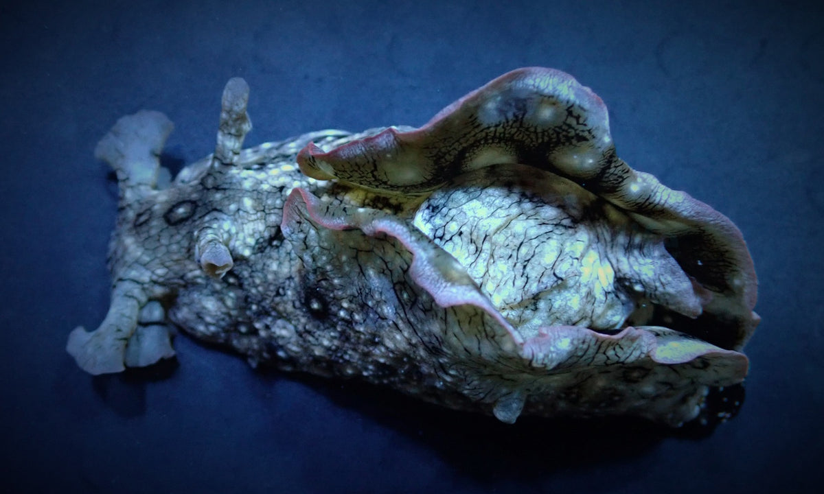 Aplysia argus
