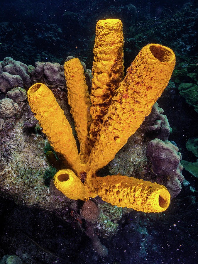 Aplysina fistularis