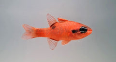 Apogon maculatus