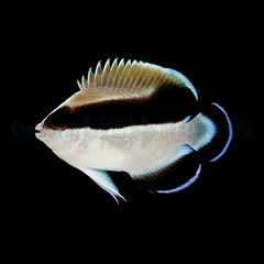 Apolemichthys arcuatus - T.B.
