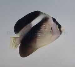 Apolemichthys griffisi