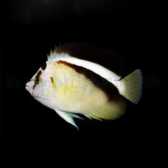 Apolemichthys griffisi
