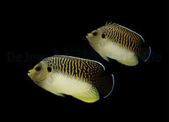 Apolemichthys kingi (pair)
