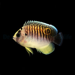 Apolemichthys kingi - T.B.