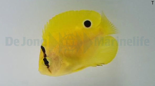 Apolemichthys trimaculatus