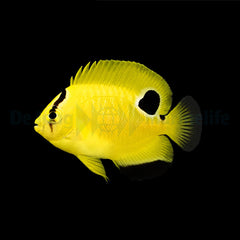 Apolemichthys xanthopunctatus - T.B.