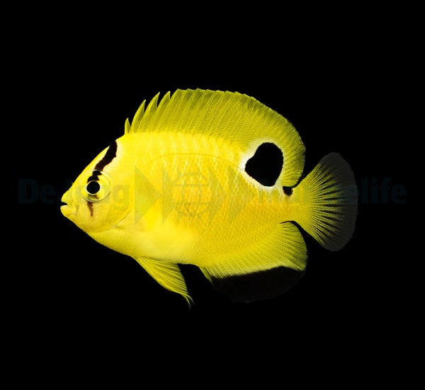 Apolemichthys xanthopunctatus - T.B.