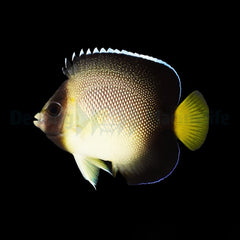 Apolemichthys xanthurus