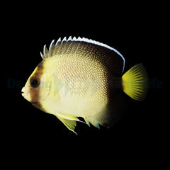 Apolemichthys xanthurus - T.B.