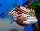Aracana aurita (female) (Temperate water)
