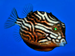 Aracana aurita (female) (Temperate water)