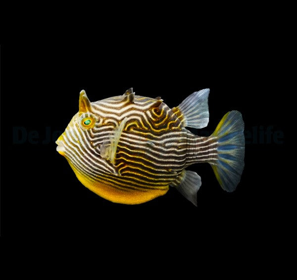 Aracana ornata (female) (Temperate water)