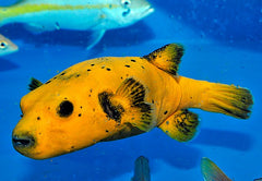 Arothron spp. (Citrinellus)