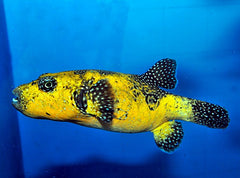 Arothron spp. (Citrinellus)