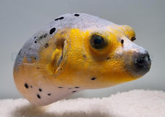 Arothron nigropunctatus (Yellow phase)