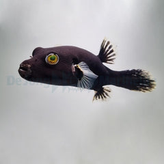 Arothron nigropunctatus (Black-White)