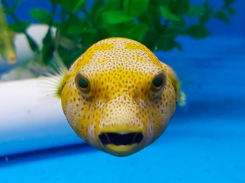 Arothron stellatus (Yellow phase)
