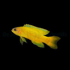 Assessor flavissimus - DJM Bred