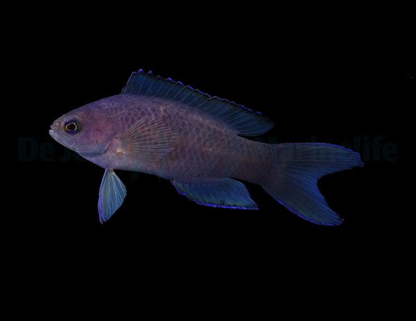 Assessor macneilli Heevis