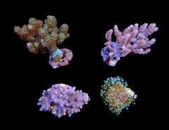 Assorted soft corals (frag)