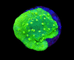 Astreopora spp. (Green) (frag)